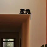 Animals Pets Metal Sign Rottweiler Dog 1